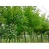 品牌好的濟(jì)南市速生國槐,速生國槐價(jià)格，選擇天野綠化苗木材料