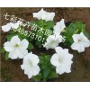 你要的！ 矮牽牛批發(fā)【贊】青州矮牽牛【推薦】山西矮牽牛