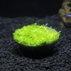 好的吳氏水草廣州吳氏水草供應(yīng)，哪里有造景水草